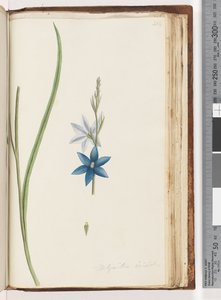 Seite 204. Thelymitra ixiodes / Gefleckte Sonnenorchidee von Unknown artist