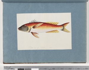 Seite 20. Unidentifizierter Fisch von Unknown artist