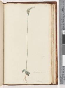 Seite 216. Pterostylis nutans?