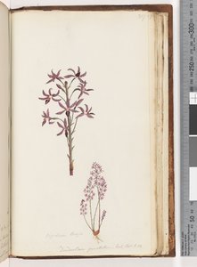 Seite 217. Dipodium Brown / Dendrobium punctatum. Exot. Bot. t. 12. Hyazinthen-Orchidee