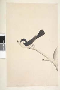 Seite 21. Musciopa. über dem Titel in anderer Hand Juni. Natürliche Größe Unruhiger Fliegenschnäpper Myragra inquieta Seisura inquieta, 1791-92 von Unknown artist