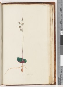 Seite 222. Acianthus sp