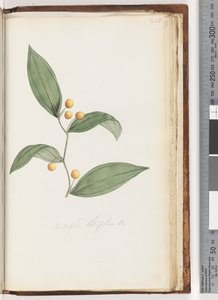 Seite 228. Eustrephus latifolius Br. Wombat-Beere
