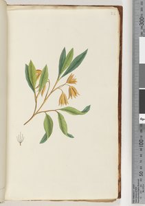 Seite 22. Unidentifizierte Pflanze