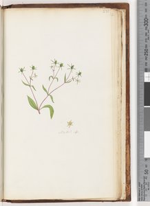 Seite 231. Madia sp von Unknown artist