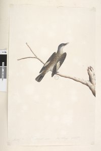 Seite 23. Mai, natürliche Größe, Iris & Zunge zweifelhaft Brauner Baumkletterer Climacterus picumnus, 1791-92 von Unknown artist