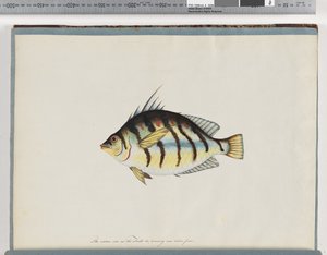 Seite 23. Unbekannter Fisch von Unknown artist