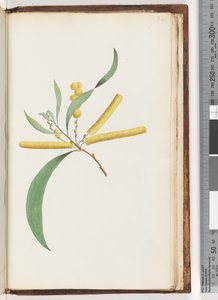Seite 241. Mimose