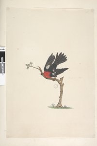 Seite 24. Natürliche Größe Scharlachroter Robin Petroica multicolor, männlich, Norfolk Island, 1791-92 von Unknown artist