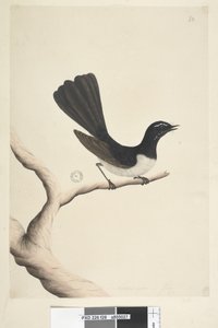 Seite 28. Natürliche Größe, Juli Willie Wagtail Rhipidura leucophrys, 1791-92