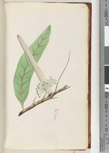 Seite 30. Pflanze, eine Banksia