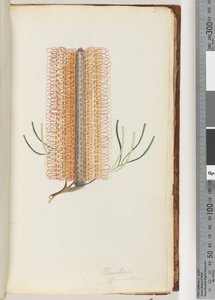 Seite 31. Banksia spinulosa / Haarspangen-Banksia