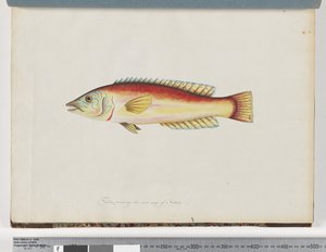 Seite 31. Unidentifizierter Fisch von Unknown artist