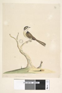 Seite 32. Unidentifiziert Juli, natürliche Größe. Für Notizen zu Versuchen, diesen Vogel zu identifizieren, siehe Hindwood, K. A. Die Sydney-Vogelmalereien im Australian Zoologist, Bd. XIII, Teil 2, August 1965, S. 86 von Unknown artist