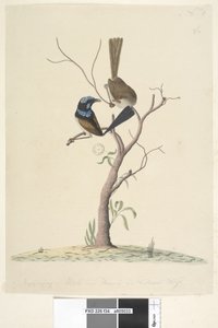 Seite 34. Mo,ro,dru,ing, männlich und weiblich, natürliche Größe Prachtstaffelschwanz Malurus cyaneus, 1791-92
