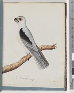 Seite 35. Schwarzschulterweih. Achselfalke von Unknown artist
