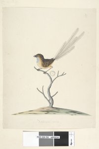 Seite 35. Natürliche Größe Emu, Zaunkönig, Männchen Stipiturus malachurus, 1791-92 von Unknown artist