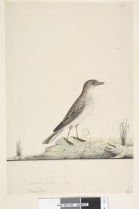 Seite 38. Alundu? oben in anderer Handschrift Natürliche Größe, Juli Pieper Anthus australis, 1791-92
