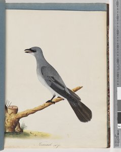 Seite 38. Unidentifizierter Vogel, wahrscheinlich ein großer Lanius von Unknown artist