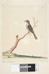 Seite 39. Fringilla. Am unteren Rand in anderer Handschrift Juli, natürliche Größe. Die Noten dieses Vogels sind gleichwertig, wenn nicht sogar überlegen gegenüber dem englischen Linnet Speckled Warbler Chthonicola sagittata, 1791-92 von Unknown artist
