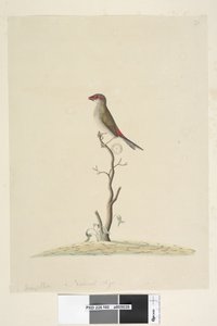 Seite 40. Fringilla. Natürliche Größe Rotbrauenfink Neochmia temporalis Aegintha temporalis, 1791-92 von Unknown artist