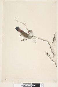 Seite 41. Fringilla. über dem Titel in anderer Hand Juni. Natürliche Größe. Iris zweifelhaft Diamantfeuerschwanz Stagonopleura guttata, unreif, 1791-92 von Unknown artist