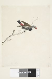 Seite 43. Fringilla. unter dem Titel in anderer Hand Februar. Natürliche Größe Diamantfeuerschwanz Stagonopleura guttata, 1791-92 von Unknown artist