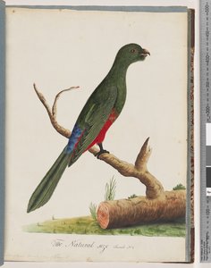 Seite 43. Königssittich von Unknown artist