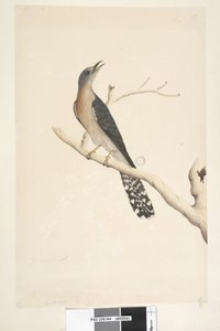 Seite 44. Cuculus. über dem Titel, in anderer Hand Natürliche Größe. in der oberen linken Ecke in dritter Hand B und unten links Geht mit A, d.h. f.45 Fächerschwanzkuckuck Cacomantis pyrrhophanus, Männchen, 1791-92 von Unknown artist