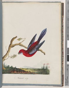Seite 45. Scharlachrosella. Pennant-Sittich von Unknown artist