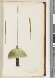 Seite 46. Xanthorrhoea Hastile Grasbaum von Unknown artist