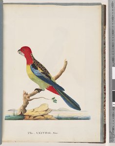Seite 47. Östliche Rosella. Nonpareil-Sittich von Unknown artist