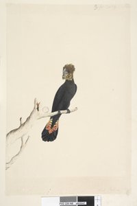 Seite 48. Schwarzer Kakadu. Auf ein Drittel der natürlichen Größe reduziert. Glanzschwarzer Kakadu Calyptorhynchus lathami, Weibchen von Unknown artist