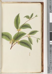 Seite 48. Unidentifizierte Pflanze