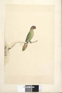 Seite 51. Natürliche Größe Kleiner Loris Glossopsitta pusilla, 1791-92