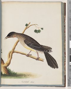 Seite 55. Roter Wattlebird. Merops carunculatus von Unknown artist