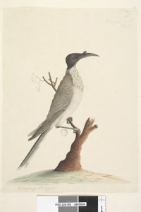 Seite 55. Wer,gan oder der Mönch. unten links in anderer Handschrift Meliphaga Phrygia. unten in dritter Handschrift Natürliche Größe Lärmvogel Philemon corniculatus, 1791-92 von Unknown artist
