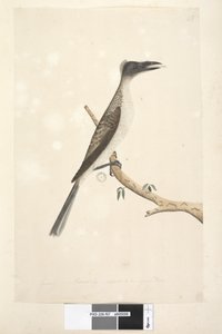 Seite 57. Januar. Natürliche Größe, vermutlich ein junger Vogel. Lärmvogel Philemon corniculatus