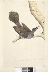 Seite 58. Okt. Natürliche Größe, die Federn des Halses, Kopfes, der Brust und des Rückens sind alle spitz. Pinselwattle Vogel Anthochaera chrysoptera, 1791-92 von Unknown artist