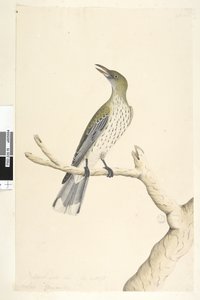 Seite 5. Oriolus mimetis. Natürliche Größe. Juli, Iris zweifelhaft. Olivrücken-Oriole Oriolus sagittatus von Unknown artist