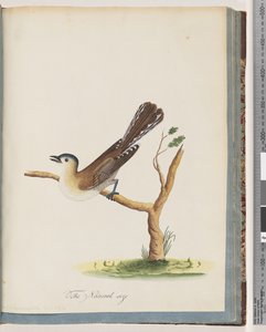 Seite 60. Unbekannter Vogel. Turdus cyanocephalus. Blauköpfige Drossel von Unknown artist