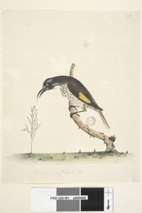 Seite 61. Januar. Natürliche Größe Gelbflügel-Honigfresser Meliornis novae, hollandiae, 1791-92 von Unknown artist