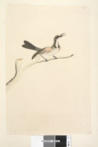 Seite 63. Mai. Natürliche Größe Braunhauben-Honigfresser Phylidonyris melanops, 1791-92