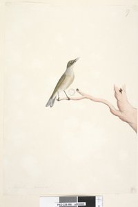 Seite 66. August. Natürliche Größe Grey, Backed Silvereye Zosterops lateralis