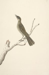 Seite 68. Natürliche Größe, August. Lewin-Honigfresser Meliphaga lewinii von Unknown artist