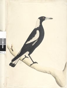 Seite 6. Barita. oben in anderer Handschrift Mai. Natürliche Größe Schwarzrückige Elster Gymnorhina tibicen, 1791-92 von Unknown artist