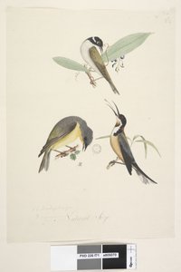 Seite 71. Natürliche Größe. Drei Vögel: 1. Weißnacken-Honigfresser von Unknown artist