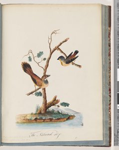 Seite 72. 1. Gefleckter Pardalote. Pipra punctata 2. Unidentifizierter Vogel. Muscicapa rufifrom