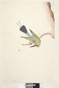 Seite 73. Merops. oben in anderer Handschrift November. Natürliche Größe Regenbogen Vogel Merops ornatus, 1791-92 von Unknown artist