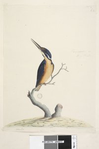 Seite 74. Ter,re,a,mar oder Eisvogel. unten links in anderer Hand Alcedo. unten mittig in dritter Hand Natürliche Größe Azurblauer Eisvogel Alyone azurea, 1791-92